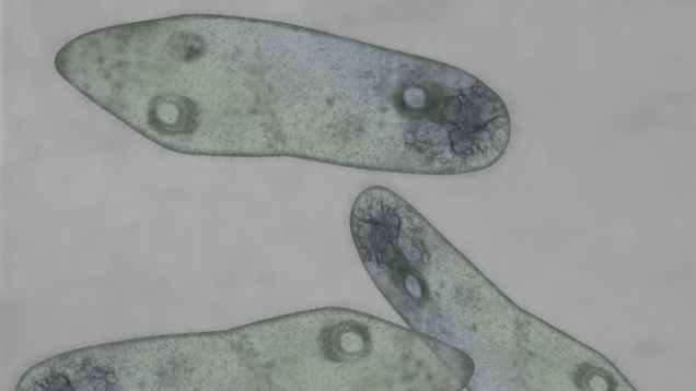 Illustration for article titled 7 Amoebas I Would Absolutely Invite Into My Brain